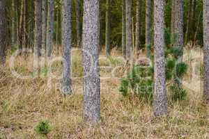 A pine tree forest with dry grass and green plants. Landscape of many pine tree trunks in nature during autumn season. Uncultivated and wild shrubs growing in the woods or near the countryside