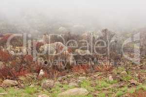 Closeup of a smog covered mountain with thick smokey air and copyspace. Damaged and scorched landscape of rocky hills and haze. Forest wildfire destroying, spreading and causing environmental damage