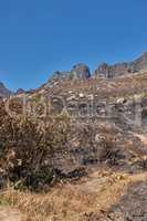The aftermath of a natural mountain landscape destroyed by wildfire destruction on table mountain in Cape Town, South Africa. Burnt Bushes, shrubs, plants, and vegetation after a fire disaster
