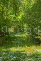 Meadow flowers bloom and green grass with a forest background. Small white blooming flowers on the lawn. Scenic forest view of fresh green grass and flowers on a sunny day. The sight view of the lush