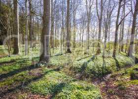 Landscape view of a wild forest with planted trees in summer. Empty and secluded woodland with growing vegetation in an uncultivated natural area. Beautiful scenery of a remote park in spring