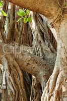 Landscape of a tangled tree trunk with branches. Old native fig tree growing in a wild forest or jungle with wood bark details. Closeup of a twisted trunk on a Banyan tree in Waikiki, Honolulu Hawaii