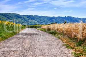 Rural road view with a green farming landscape in the countryside. Charming nature setting with fresh sunflower and barley farm fields. Isolated agriculture scene with trees, grass, and a blue sky.