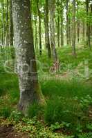 Environmental nature conservation and reserve of a birch tree forest in a remote woods. Landscape view of hardwood trees and plants growing in a quiet, serene and peaceful countryside with lush flora