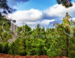 Pine tree forest with a blue cloudy sky in autumn. Landscape of a hill overlooking a green environment. Wild discovery and exploration in nature in the mountains of La Palma, Canary Islands, Spain