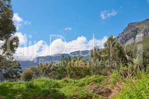 Plants and trees in nature with Table Mountain in the background against blue sky in summer. Scenic popular natural landmark and tourist attraction for adventure while on a getaway vacation