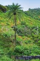 Photos of Oahu jungle - Hawaii. Images from Oahu - The state of Hawaii..