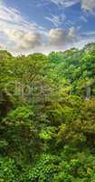 Copyspace and landscape view of rainforest and cloudy blue sky in Hawaii. Exploring wildlife in remote tropical jungle for vacation and holiday. Lush trees and bushes in mother nature during summer
