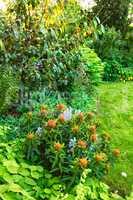 Vibrant orange fireglow griffiths spurge and purple spanish bluebell flowers blooming in nature. Bright, colorful flowering plants growing in a garden or park on a sunny day outdoors in spring