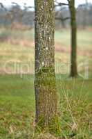 Moss and algae growing on a white ash tree trunk in a park or forest outdoors. Scenic and lush natural landscape with wooden texture of old bark on a sunny day in a remote and peaceful meadow