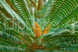 Vibrant and large green cycad growing and thriving in a lush botanical garden on a sunny day in spring. Closeup of a big leafy plant species blooming in a natural and protected forest environment