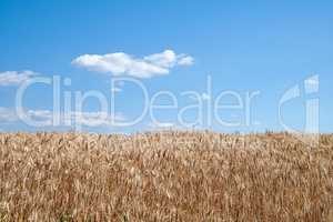 Cornfield or wheatfield with brown crops against a cloudy blue sky copy space during summer. Large area of agricultural land on an organic and sustainable farm ready for harvest season