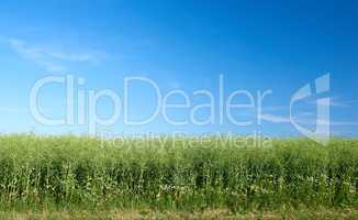 Copyspace and landscape of green cornfield on an agricultural farm outdoors on a summer day. Lush plants or grasslands blossoming with a clear blue sky. Healthy pasture or meadow during spring