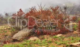 A colorful tree with red leaves on foggy morning with copyspace. Bushes growing in rocky hill landscape on Lions head, Cape Town. Forest wildfire with thick smoggy air spreading environmental damage