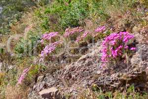 Beautiful Trailing Ice plants and green lush bushes growing peacefully on a mountain in Cape Town. Large area of wilderness in rural landscape with calming fresh air, ecological life and harmony