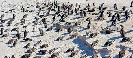 A waddle of penguins relaxing in the sun in Cape Town, South African. A group of wild animals enjoying the warmth on a peaceful sunny day. Many birds huddling in nature, relaxed and calm