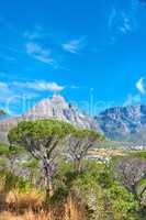 Landscape view and blue sky with copy space of Table Mountain in Cape Town, South Africa. Steep scenic famous hiking and trekking terrain with trees growing around it. Travel and tourist attraction