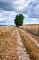 Beautiful landscape of a farm with a path and lush tree against a cloudy blue sky background. Large land with brown grass and a vanishing dirt road. Empty and remote field in a peaceful environment