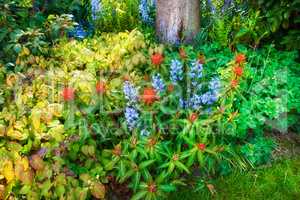 Purple bluebell and red fireglow spurge flowers growing and blossoming in a lush green garden during spring from above. Cultivation of decorative plants in a secluded and private home backyard