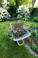 Garden wheelbarrow full of twigs and broken branches while landscaping a home backyard. Equipment tools ready to carry and transport soil, manure, compost and fertilizer. Finished cleaning up a yard