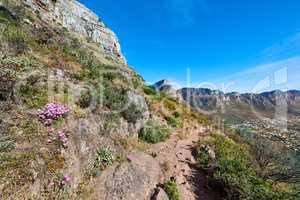 Beautiful scenic view of mountains and a hiking or walking trail surrounded by fig flower plants and trees on a sunny Spring day. Landscape covered in rocks natural flora and fauna with a blue sky.