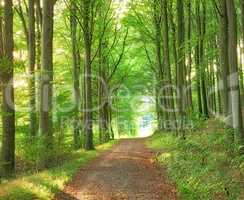 A lush green endless forest in the woodlands on a summer day. Outdoor trail in nature with an opening with a bright light. Beautiful landscape with shining sunlight at the beginning of the path