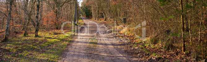 Dirt road in autumn forest. Wide angle of vibrant green grass and orange leaves growing on trees in a rural landscape in fall. Endless country path leading in peaceful and quiet nature background