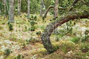 Pine tree trunks in a wild forest. Nature landscape of lots of plants, bushes, trees and moss covered grass growing in the woods. Uncultivated land with lush foliage in an eco friendly environment