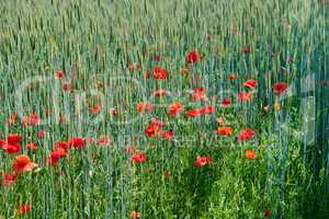Field of red poppy flowers growing in a green wheat field in summer on a sunny day outside. Uncultivated wild blooms in a colorful overgrown scenic landscape of a meadow with copy space background
