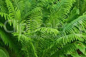 Closeup of bright green leaves growing on an Ostrich fern in summer. Details and patterns of lots of vibrant tropical plants growing in a group outdoors. Big textured leaf to decorate or shade spaces