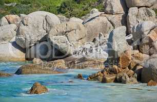 Penguins at Boulders Beach in South Africa. Birds enjoying and playing on the rocks on an empty seaside beach. Animals on a remote and secluded popular tourist attraction destination in Cape Town