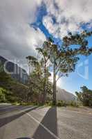 Tall trees along a road leading to Table Mountain, Cape Town, South Africa against a sky background. A path on a peaceful mountain landscape with scenic views of lush green rows of nature in harmony