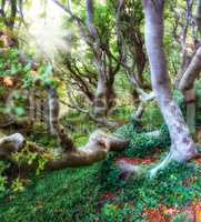 Beautiful landscape of unique leaning trees in a vibrant forest outdoors in nature. Bright sunlight shines through lush green and peaceful woods on a sunny summer afternoon or day