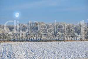 Tall trees on an open field during winter on a cold moonlit night. Large woods surrounded by snow covered land, grass and foliage. Landscape of nature thriving and growing through the icy season