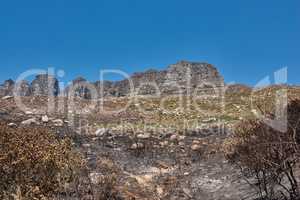 Landscape of burnt trees after a bushfire on Table Mountain, Cape Town, South Africa. Outcrops of a mountain against blue sky with dead bushes. Black scorched tree trunks, the aftermath of wildfires