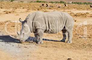 A rhino grazing on a dry brownfield on a safari in South Africa. Large animal standing and feeding in a wilderness habitat with caries different species of mammals in the background in nature