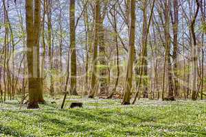 Nature and environmental conservation of white anemone flowers blossoming in peaceful, magical field. Landscape view of small ranunculaceae plants flowering and blooming in remote countryside forest