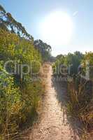 Narrow pathway in the forest with bushes of colorful greenery for a quiet walk or hike in nature. Scenery of mountain trail surrounded by tall trees, plants and flowers on a sunny day in Cape Town.