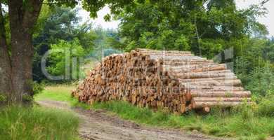 Chopped tree logs piled in a forest. Collecting big dry stumps of timber and split hardwood material for firewood and the lumber industry. Rustic landscape with deforestation and felling in the woods