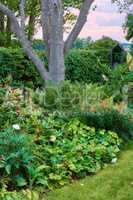Lush garden with trees and flowering plants growing in a park or backyard in spring. Vibrant green bushes, lawn and shrubs flourishing in nature. Natural background for gardening and landscaping