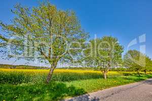 Landscape scenic view of sunflowers growing in a remote countryside field with blue sky, clouds and copy space. Agriculture farming of oilseed plants used in the food industry to produce cooking oil