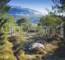 Landscape view of pine tree forest with mountain snow, blue sky and copy space background in Norway. Hiking, discovering scenic countryside of vast nature expanse with cedar trees on cold winter day