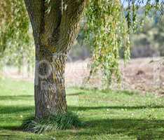 Big tree trunk with vibrant green grass in a park or on a remote farm. Closeup of brown wooden texture on old bark with moss and algae. Natural landscape on a sunny day in peaceful meadow or forest