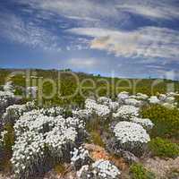 Fynbos in Table Mountain National Park, Cape of Good Hope, South Africa. Scenic landscape environment with fine bush indigenous plant and flower species growing in nature with blue sky background