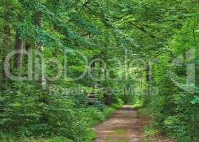 Hiking trail in a beech tree forest in a remote countryside of Norway. Lush green trees growing in secluded woods and peaceful landscape in spring. Discovering mother nature and enjoying scenic walks