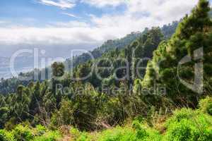 Beautiful lush green trees growing against blue sky background with copyspace in a peaceful forest. Quiet harmony and beauty in nature found in a hidden, scenic woods with soothing zen and peace