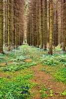 Landscape of a secluded grown planted forest with cultivated pine trees in a row. Scenic view of deserted and secluded woods in a mysterious woodland. Carbon capture in an open and empty grassland