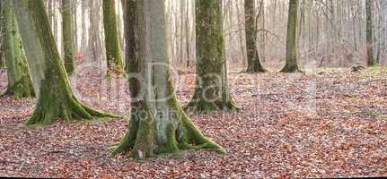 Tall beech tree trunks with moss and algae growing in a forest outdoors. Scenic natural landscape with wooden texture of old bark in a remote and peaceful meadow with autumn leaves on the ground