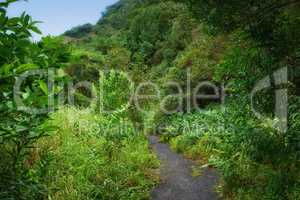 Photos of Oahu jungle - Hawaii. Images from Oahu - The state of Hawaii..