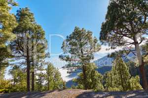 Pine forest in the mountains against a bright blue sky in Spain. Evergreen coniferous boreal woodland in rural countryside hills on a sunny day in La Palma on the Canary Islands with copy space